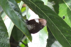 Euploea radamanthus