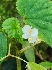 Begonia hirtella
