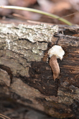 Philomycus carolinianus