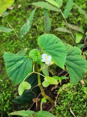 Begonia hirtella