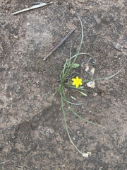 Hypoxis argentea