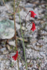 Penstemon wislizeni
