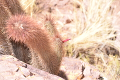 Cleistocactus