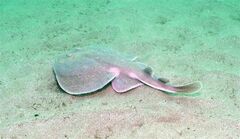 Discopyge tschudii