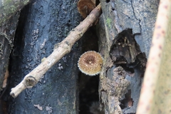 Lentinus berteroi