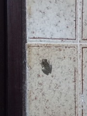 Scinax