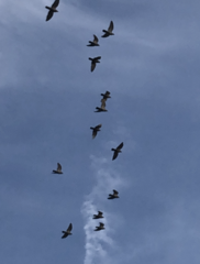 Columba livia