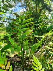 Asplenium lyallii
