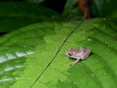 Raorchestes menglaensis
