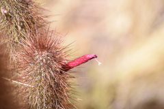 Cleistocactus