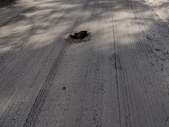 Pseudemys peninsularis