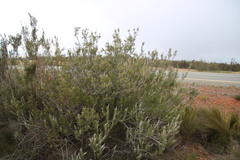 Paranomus bracteolaris