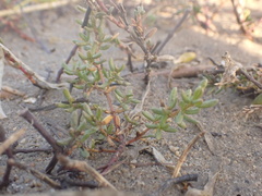 Frankenia salina