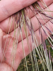 Austrostipa rudis