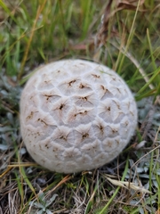 Calvatia sculpta