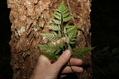 Davallia solida