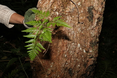 Davallia solida
