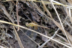 Neurothemis intermedia