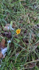 Scorzoneroides autumnalis