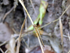Neurothemis intermedia