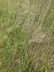 Austrostipa rudis