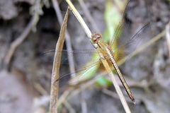 Neurothemis intermedia