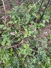 Cuphea carthagenensis