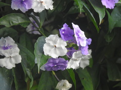 Brunfelsia