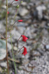 Penstemon wislizeni