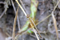 Neurothemis intermedia