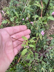 Cuphea carthagenensis