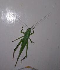 Copiphorini