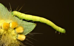 Melanolophia canadaria