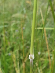 Austrostipa rudis