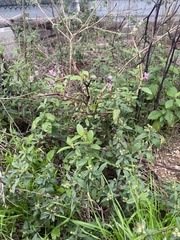 Cuphea carthagenensis