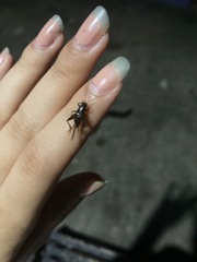 Eunemobius carolinus