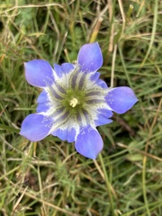 Gentiana