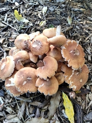 Armillaria ostoyae