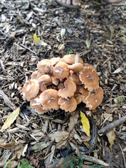 Armillaria ostoyae