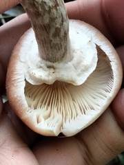 Armillaria ostoyae