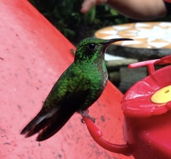 Microchera cupreiceps