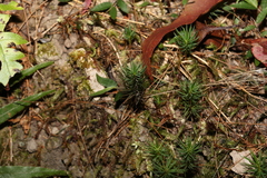 Dawsonia