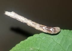 Prochoerodes lineola