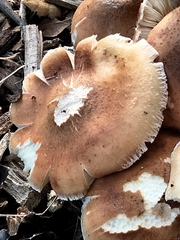 Armillaria ostoyae