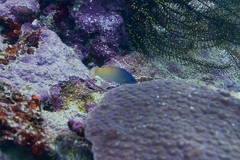 Halichoeres prosopeion