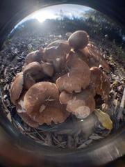 Armillaria ostoyae