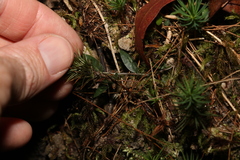Dawsonia