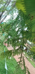 Schizolobium parahyba