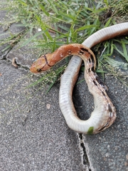 Coelognathus radiatus