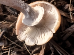 Armillaria ostoyae